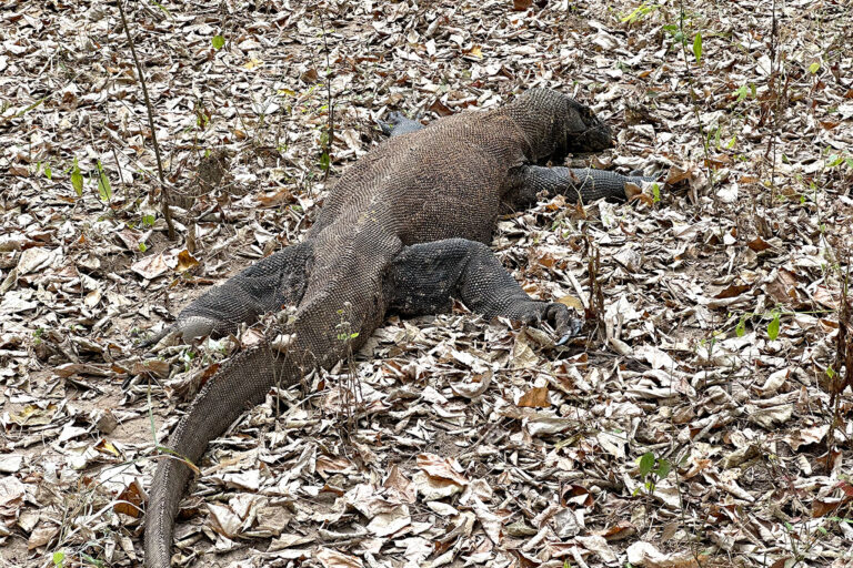 Img labuan bajo komodo park 04