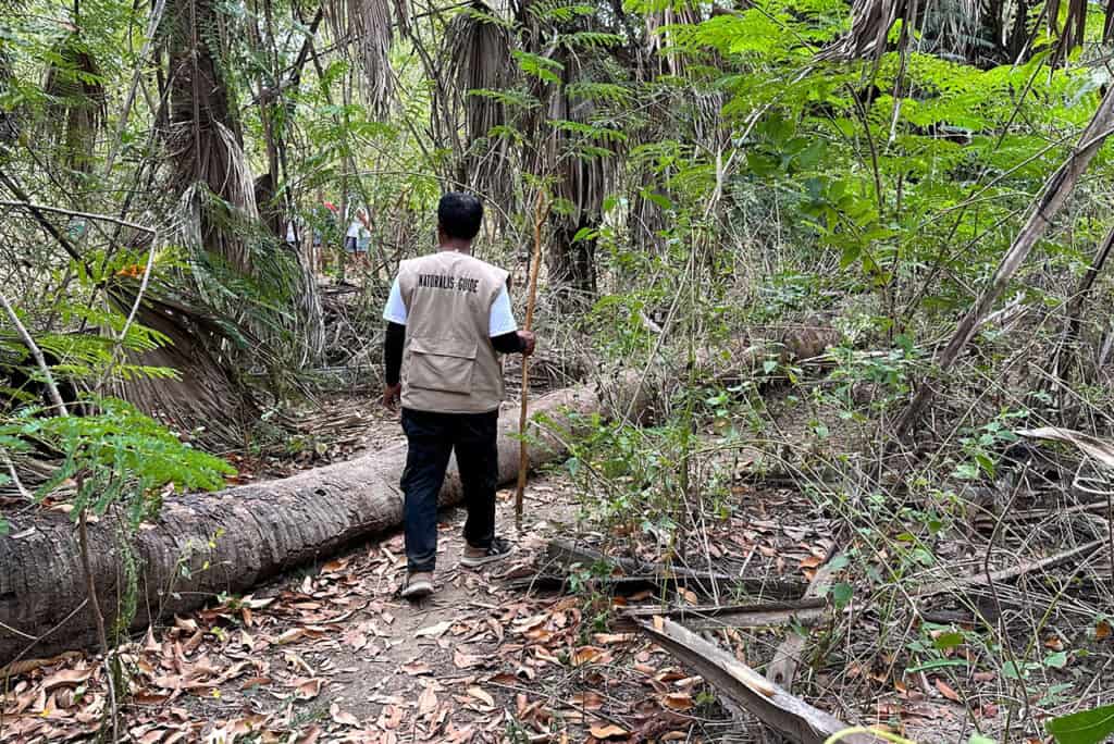 A person wearing a vest walks with a stick along a forest trail near Labuan Bajo, surrounded by dense vegetation and fallen trees. Other people are visible ahead on the path.