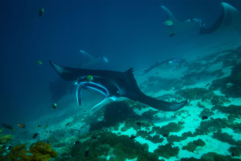 Manta rays swim gracefully above a coral reef in clear blue ocean water, accompanied by small fish. The sandy seabed and vibrant corals are visible beneath them.