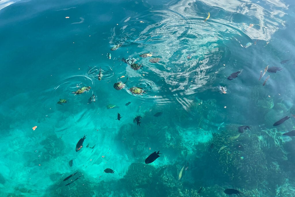 Img labuan bajo dive